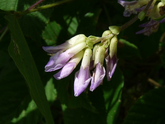 {Amphicarpaea bracteata}
